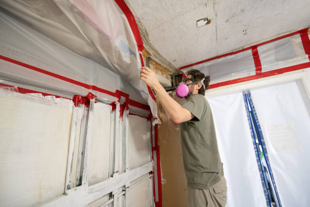 Best Emergency Mold Remediation  in Evans, CO