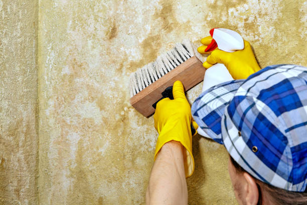 Best Industrial Mold Remediation  in Evans, CO