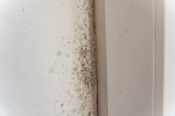Best Attic Mold Removal  in Evans, CO